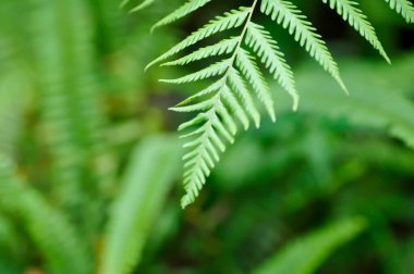 Cyathea caracasana, Cyathea brownii Little Aussie Larrikin Norfolk veya Tree Fern veya Smooth Tree Fern veya eğreltiotu, Golden Moss veya Nephrolepis cordifolia veya Chain Fern bitkisi