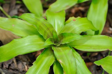 Sepet Bitkisi, Zincir Bitkisi veya İnç Bitkisi veya Callisia parfümleri veya Commelinaceae bitkisi