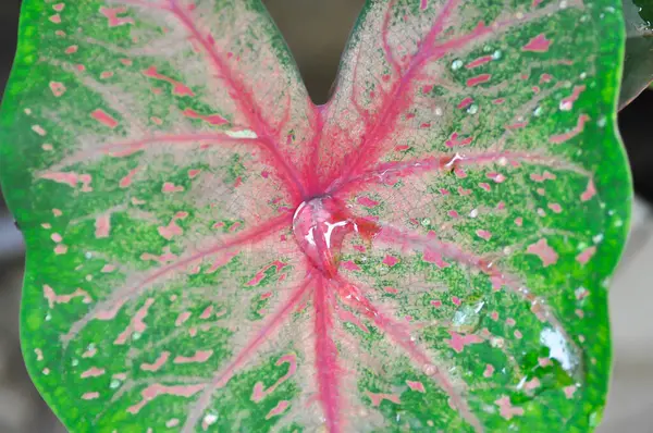 Stock image Caladium, Caladium Bicolor Vent or Caladium bicolor and rain drop or dew drop