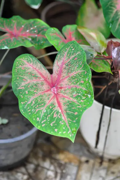 stock image Caladium, Caladium Bicolor Vent or Caladium bicolor and rain drop or dew drop