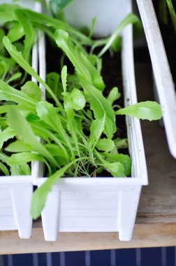 Marul yetiştirmek, sebze bahçesinde marul yetiştirmek ya da sebze yetiştirmek