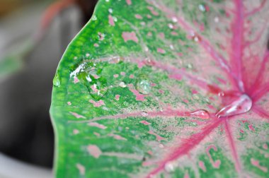 Caladium, Caladium Bicolor Vent veya Caladium bicolor ve yağmur damlası veya çiy damlası