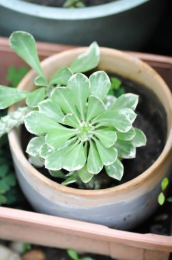 Monadenyum, Euphorbia ritchiei veya EUPHORBIACEAE veya Monadenium veya iki renkli Euphorbia veya iki renkli bitki