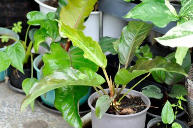 Anthurium Rönesans veya Anthurium Rönesans tesisi