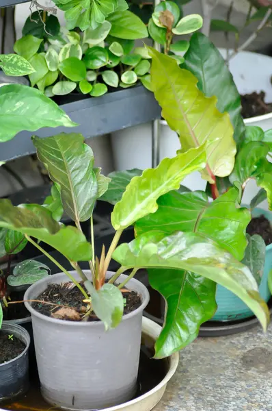 Anthurium Rönesans veya Anthurium Rönesans tesisi