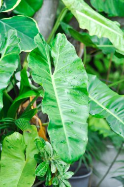 Paraiso Verde veya Philodendron paraiso verde veya yemyeşil cennet veya Philodendron paraiso veya iki renkli bitki