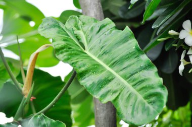 Paraiso Verde veya Philodendron paraiso verde veya yemyeşil cennet veya Philodendron paraiso veya iki renkli bitki