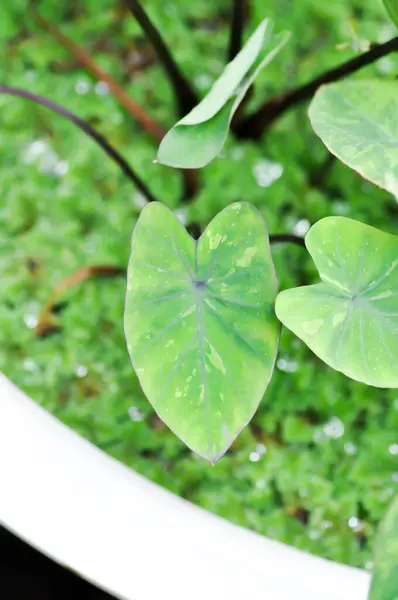 stock image Colocasia esculenta, Lemon Lime Gecko or Colocasia plant