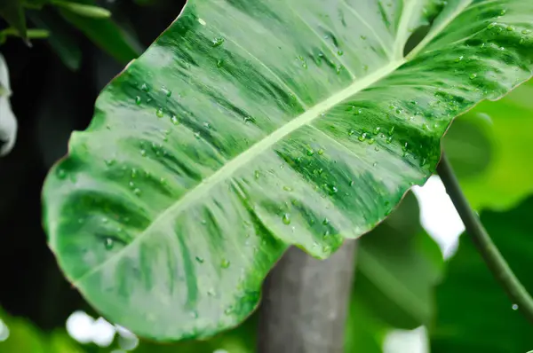 stock image Paraiso Verde or Philodendron paraiso verde or verdant paradise or Philodendron paraiso or bicolor plant