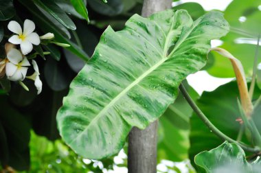 Paraiso Verde veya Philodendron paraiso verde veya yemyeşil cennet veya Philodendron paraiso veya iki renkli bitki