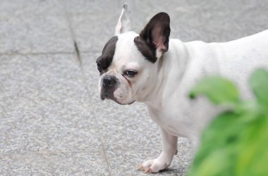 Köpek ya da Fransız bulldog, Fransız bulldog ya da Fransız bulldog ailesinden bihaber.