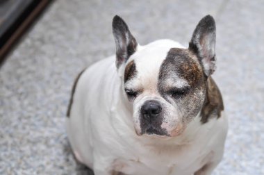 köpek ya da Fransız bulldog ya da yaşlı köpek ya da yaşlı Fransız bulldog