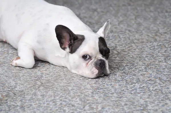 Köpek ya da Fransız bulldog, yerde uykulu Fransız bulldog