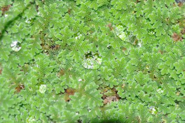 Azolla Microphylla, Azolla Nilotica ya da Azolla Anabaena ya da Su eğreltiotu ya da Azolla filikülleri ya da su marulu, sapsız su bitkisi ya da kuyudaki su yosunu ve yağmur damlası ya da çiy damlası