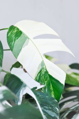 Epipremnum, Epipremnum Pinnatum Variegata veya Epipremnum pinnatum duvarda çeşitli albo çeşitleri