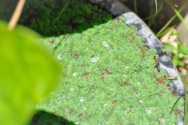 stock image Azolla Microphylla, Azolla Nilotica or Azolla Anabaena or Water fern or Azolla filiculoides or water lettuce ,stemless water plant or duckweed in the well and rain drop or dew drop