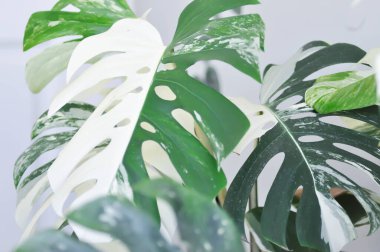 Canavar Albo veya Canavar, Herricane bitkisi veya İsviçre peyniri veya iki renkli Canavar veya beyaz yaprak ve yeşil yaprak için beyaz lea