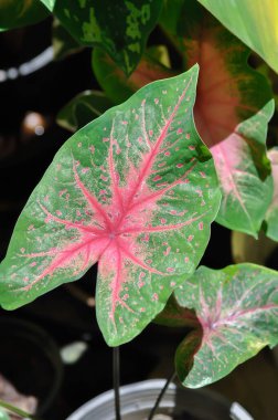 Caladium, Caladium Bicolor Vent veya Caladium bicolor veya pembe ve yeşil yaprak veya iki renkli yaprak