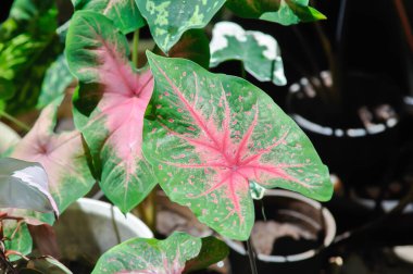 Caladium, Caladium Bicolor Vent veya Caladium bicolor veya pembe ve yeşil yaprak veya iki renkli yaprak