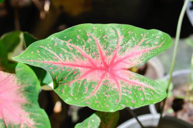 Caladium, Caladium Bicolor Vent veya Caladium bicolor veya pembe ve yeşil yaprak veya yaprak arkaplan
