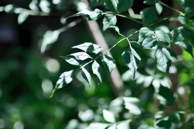 Mantar ağacı, Hint mantar ağacı veya Millingtonia hortensis Linn veya BIGNONIACEAE veya küçük mantar ağacı veya küçük yaprak