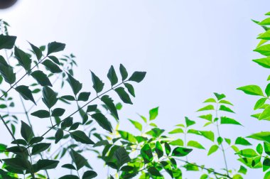 Mantar ağacı, Hint mantar ağacı veya Millingtonia hortensis Linn veya BIGNONIACEAE veya küçük mantar ağacı veya ağaç arkaplanı