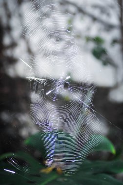 spider on cobweb or gossamer , web or web of spider clipart