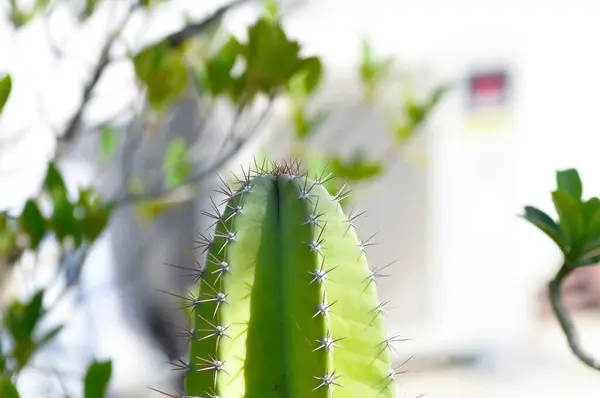 stock image cactus , Fairytale castle or Cereus peruvianus or succulent