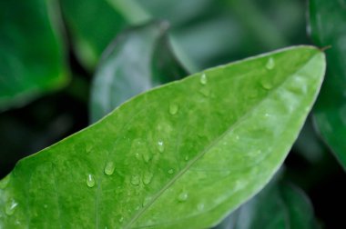 Anthurium Rönesans veya Anthurium Rönesans yaprağı, yaprakları veya küçük Anthurium ve yağmur damlaları veya çiy damlaları