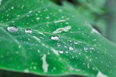 Colocasia samanyolu veya Colocasia çeşitliliği ve yağmur damlası veya yağmur damlası