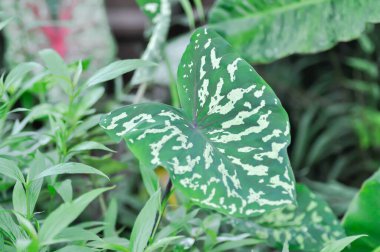 Colocasia Esculenta Hilo Beauty, Colocasia veya Esculenta Hilo veya Colocasia bicolor in the garden