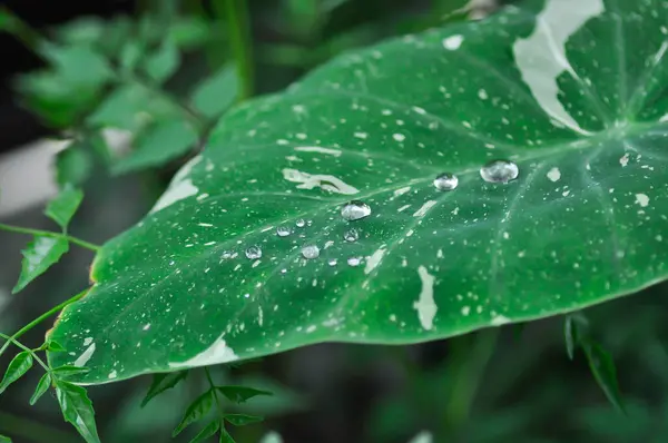 stock image Colocasia milky way or Colocasia variegated and rain drop or rain drop