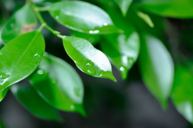 Ficus annulata Blume, Banyan Tree veya MORACEAE ve yağmur damlası veya çiy damlası