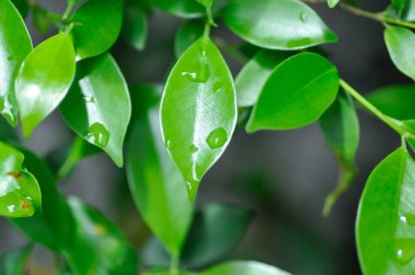 Ficus annulata Blume, Banyan Tree veya MORACEAE ve yağmur damlası veya çiy damlası