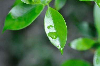 Ficus annulata Blume, Banyan Tree veya MORACEAE ve yağmur damlası veya çiy damlası