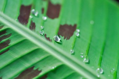 banana plant, blood banana or Musa acuminata or Musa balbisiana and dew drop or rain drop clipart