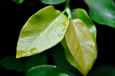Ficus pumila veya tırmanan incir veya MoraceAE ve çiy damlası veya yağmur damlası