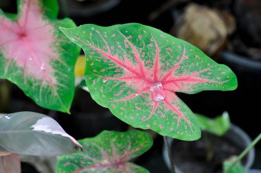 Caladium, Caladium Bicolor Vent veya Caladium bicolor ve yağmur damlası veya çiy damlası