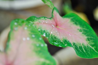 Caladium, Caladium Bicolor Vent veya Caladium bicolor ve yağmur damlası veya çiy damlası