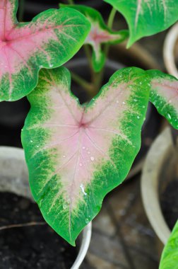 Caladium, Caladium Bicolor Vent veya Caladium bicolor ve yağmur damlası veya çiy damlası