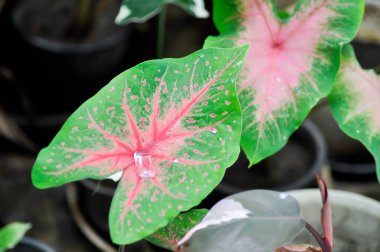 Caladium, Caladium Bicolor Vent veya Caladium bicolor ve yağmur damlası veya çiy damlası