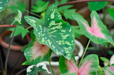 Colocasia Esculenta Hilo Beauty,Colocasia or Esculenta Hilo or Colocasia bicolor and Caladium, Caladium Bicolor Vent or Caladium bicolor and rain drop or dew drop clipart