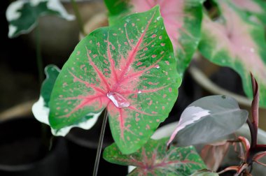 Caladium, Caladium Bicolor Vent veya Caladium bicolor ve yağmur damlası veya çiy damlası