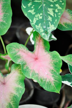 Caladium, Caladium Bicolor Vent veya Caladium bicolor ve yağmur damlası veya çiy damlası