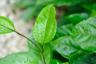 passion fruit plant, Passiflora edulis or Passionfruit or Maracuja leaf and rain drop or dew drop clipart