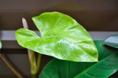 Philodendron, Philodendron erubescens veya K Koch ve Augustin ve yağmur damlası veya çiy damlası