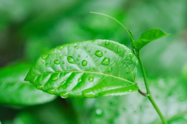 Tutku meyveleri, Passiflora edulis veya Passionfruit veya Maracuja yaprağı ve yağmur damlası veya çiy damlası