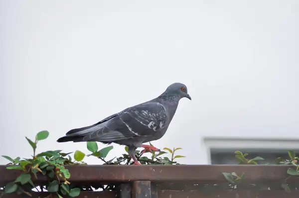 stock image dove or Columba livia or Columbidae or pigeon, pigeon on the fence at home