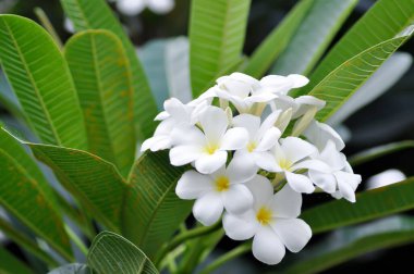 Frangipani, frangipani çiçeği veya çiçekli pagoda ağacı veya beyaz çiçekler