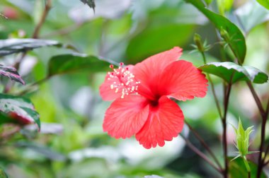 Çin gülü veya Hibiscus veya Hibiscus rosa sinensis veya Hibisceae veya Malvaceae, kırmızı amber çiçeği veya kırmızı çiçek